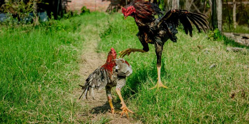 Bảo tồn cùng sự phát triển từ sảnh game