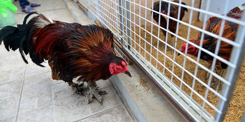 Các dạng vi tài thường gặp trong thực tế