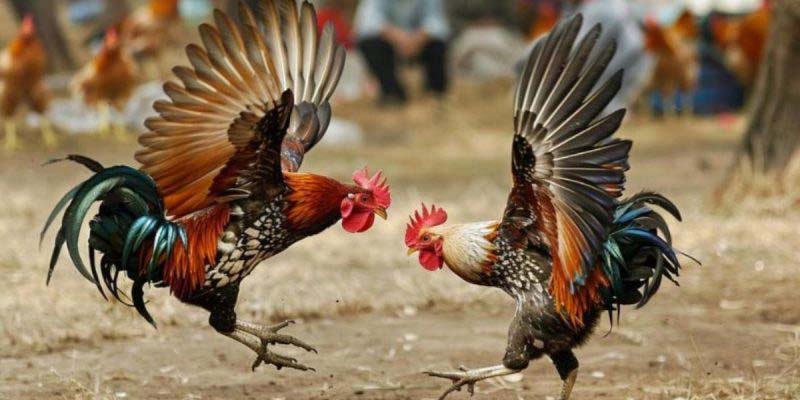 Cách Chọn Gà Chọi Chuẩn Xác Nhất Từ Các Sư Kê Lâu Năm