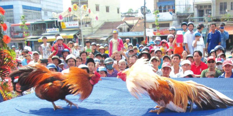Đá Gà 360 Cuộc Chơi Dành Cho Những Tay Cược Lão Luyện