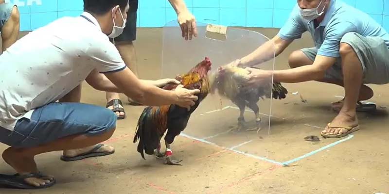 Đá Gà 68 Sảnh Giải Trí Hàng Đầu Cho Hội Viên Năm 2025