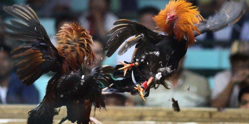 Đá Gà Cựa Dao Thể Loại Hấp Dẫn Nhất Tại Nhà Cái Gacam67