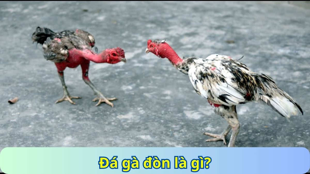 Đá gà đòn là gì
