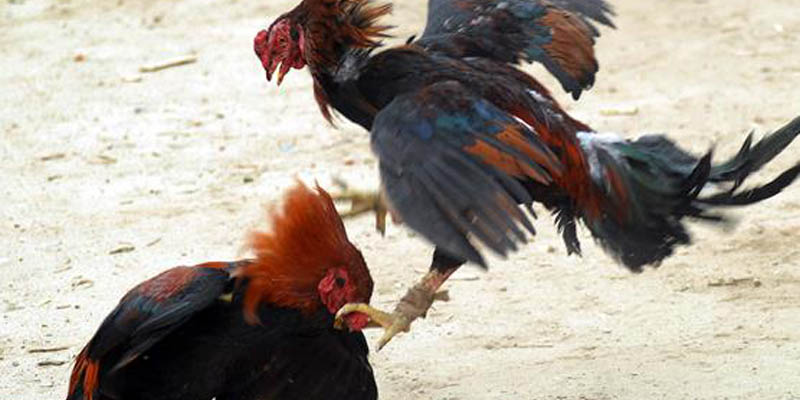 Đá Gà Thomo Trực Tuyến Cuộc Chơi Kịch Tính Đang Gây Sốt