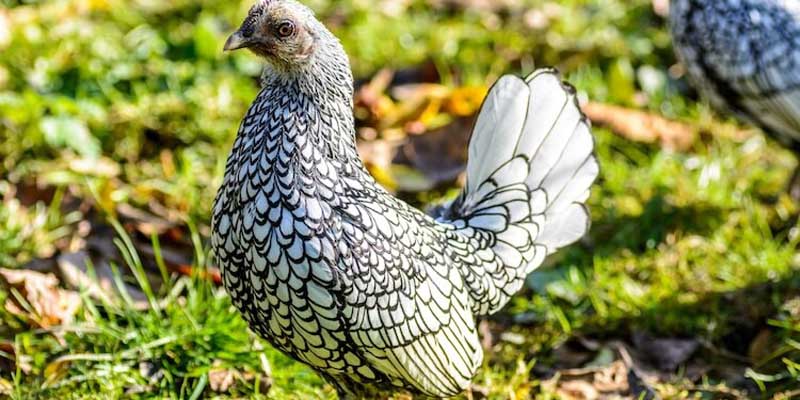 Đặc điểm nổi bất nhất của gà vảy cá