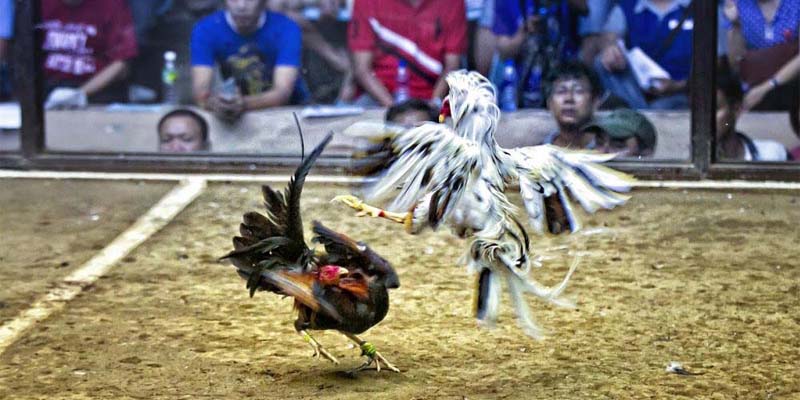 Hướng Dẫn Đăng Ký Tài Khoản Đá Gà Thomo Từ A Đến Z