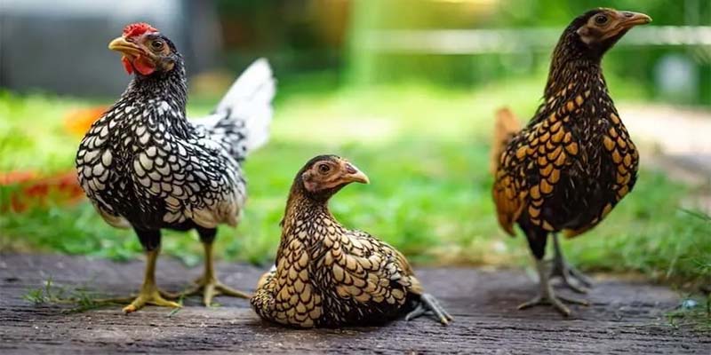 Gà Vảy Cá Điều Cần Biết Về Đặc Điểm, Kỹ Thuật Nuôi