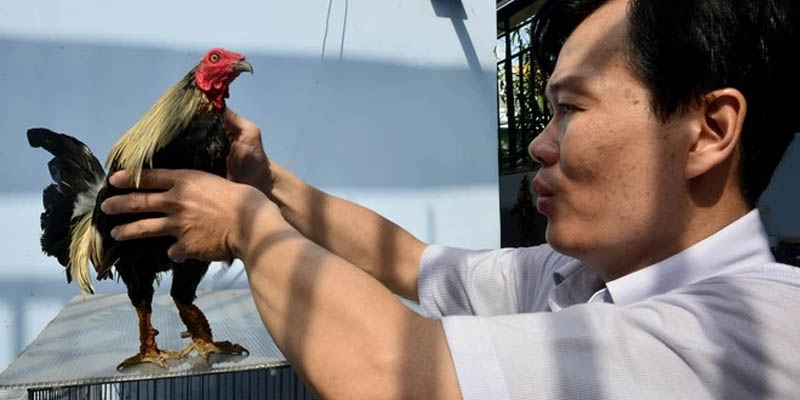 Tìm Hiểu Giống Gà Vảy Rồng Và Cách Chăm Sóc Hiệu Quả