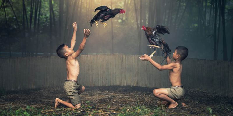 Giải mã sức hút hấp dẫn tại nhà cái đá gà