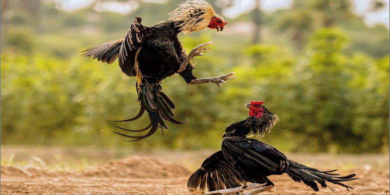 Giới thiệu vài nét hay về đá gà Thomo 