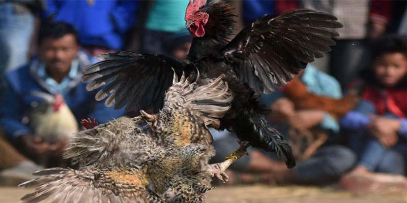 Giới thiệu về cách xem vảy gà ngón chúa
