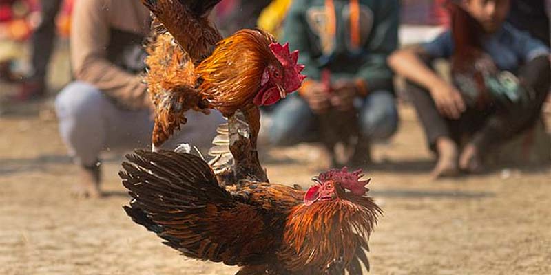 Hình thức đá gà cựa dao trực tuyến được hiểu là gì?