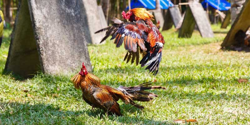 Huấn luyện giống gà một cách hiệu quả