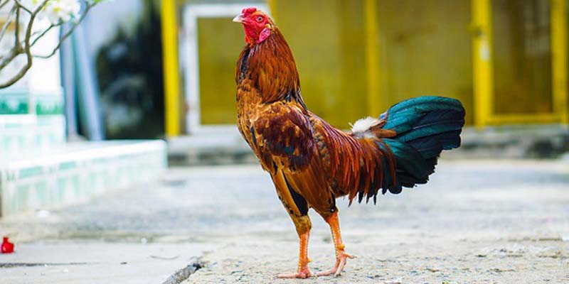 Hướng dẫn tất cả hội viên cách tham gia giản nhất