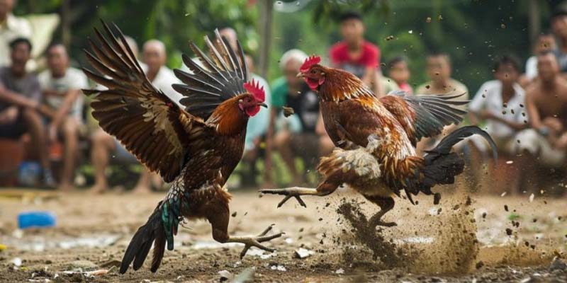 Kê chiến thường xuất hiện trong các trận cựa dao Peru