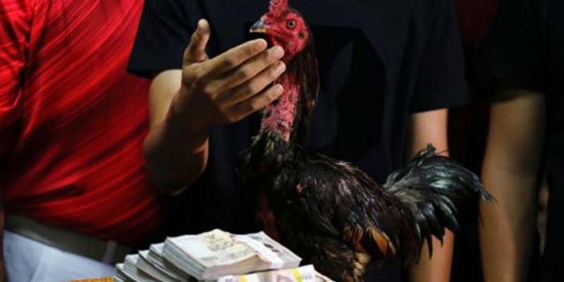 Khái niệm đá gà c4 và cách hệ thống này vận hành