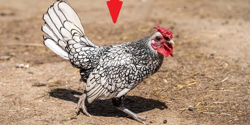 Kỹ thuật nuôi mà người tham gia chơi cần nắm