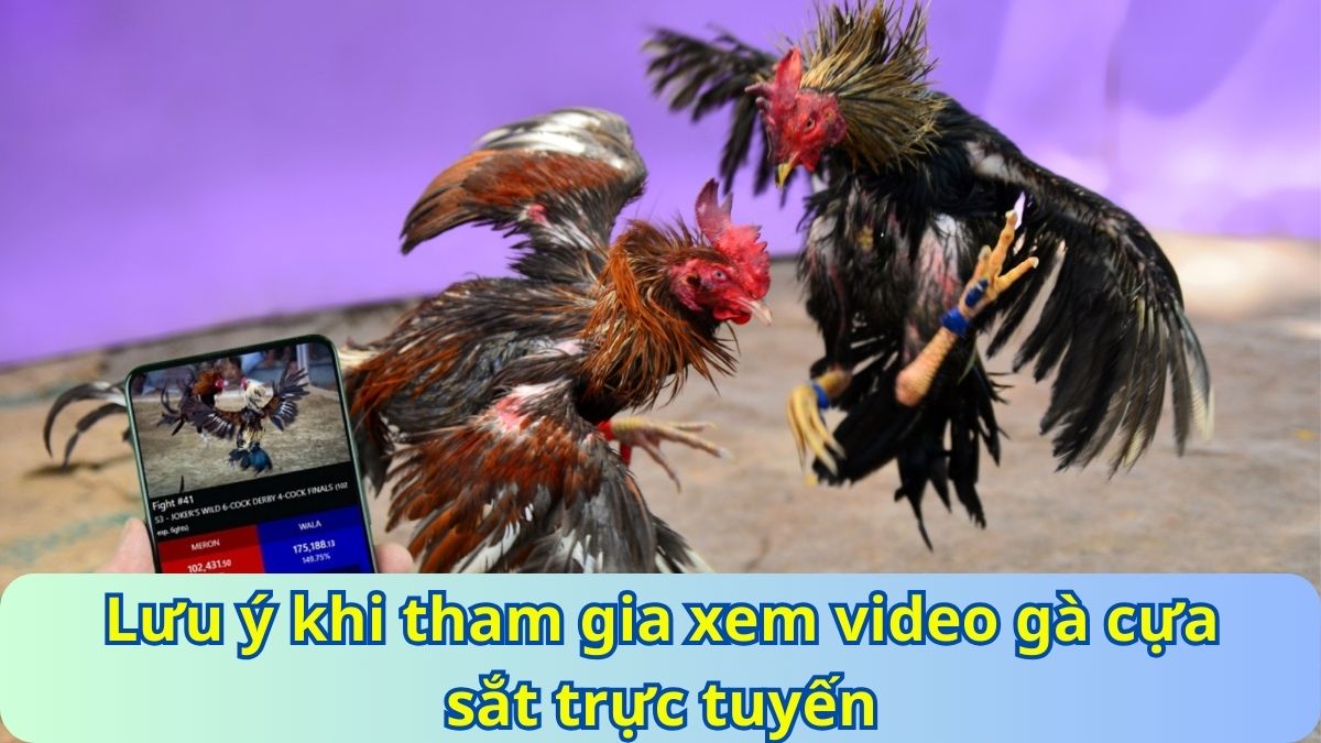 lưu ý khi tham gia đá gà