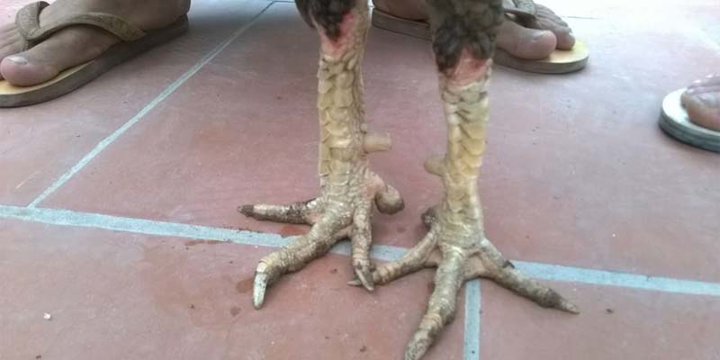Lưu ý khi lựa chọn giống có vi gà tứ quý cho thi đấu