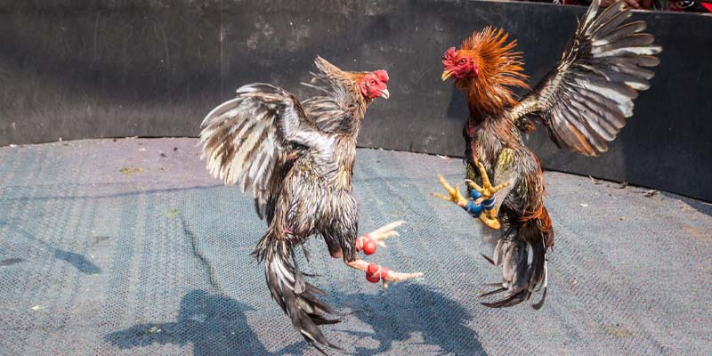 Một số quy định hay trong cách chơi dành cho bạn
