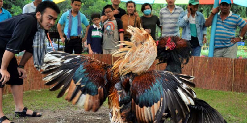 Top Nhà Cái Đá Gà Trực Tuyến Đang Được Ưa Chuộng Nhất