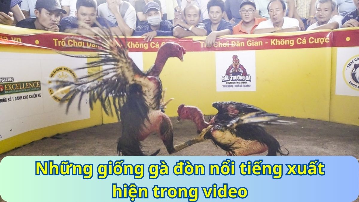 Những giống gà đòn nổi tiếng xuất hiện trong video