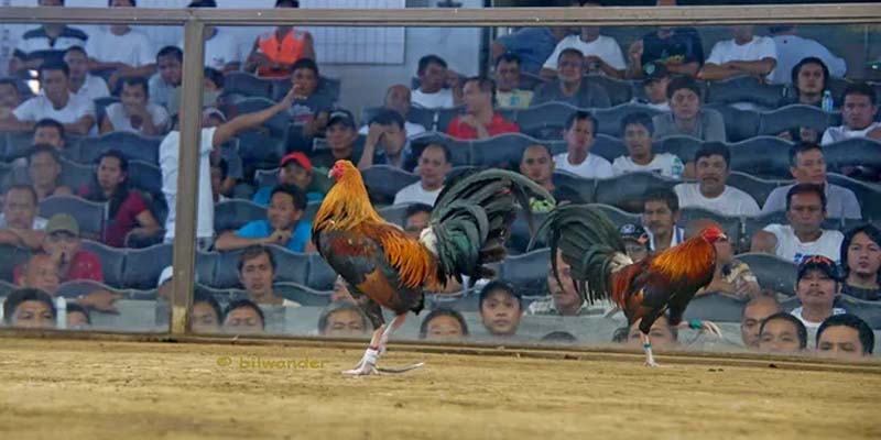 Những hình thức thi đấu đặc biệt tại trang chọi kê trực tiếp
