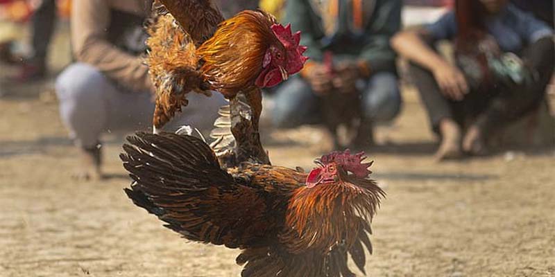 Những lưu ý khi tham gia chọi gà c4 mà bạn cần biết