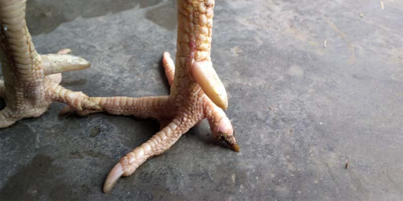 Phân loại vi gà tứ quý theo vị trí và giá trị sử dụng