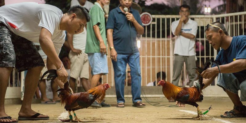 Quy mô của trận đá gà tiền tỉ mà bạn cần nắm