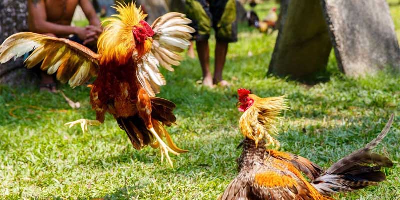 Quy trình vần gà mà bạn cần nắm rõ