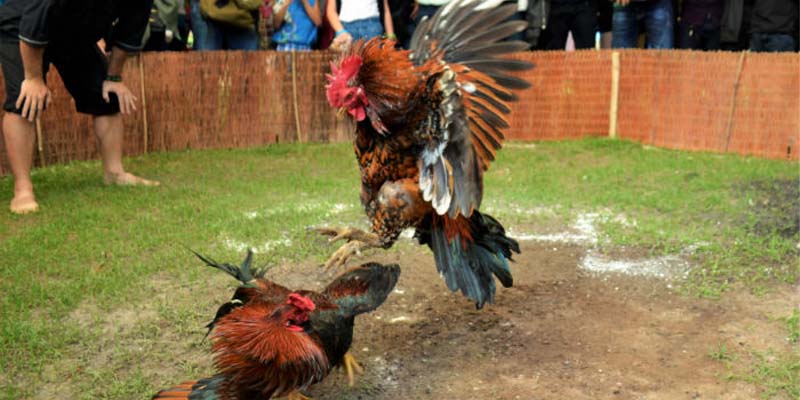 Những vi gà linh và vai trò trong chọn giống chiến kê