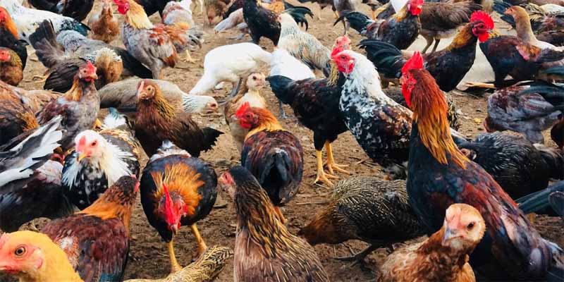 Tìm hiểu chi tiết dựa trên việc xem đầu gà