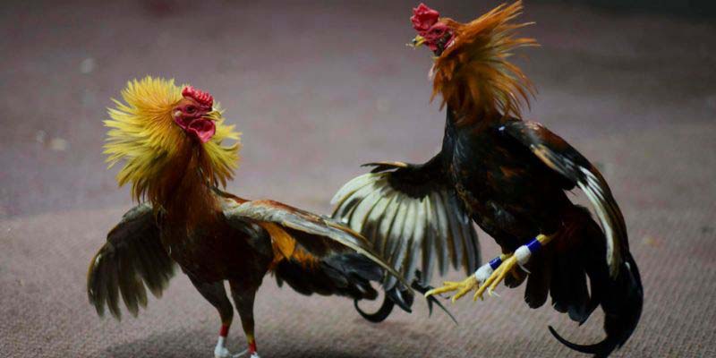 Tìm hiểu chi tiết luật chọi gà cựa dao phiên bản trực tuyến