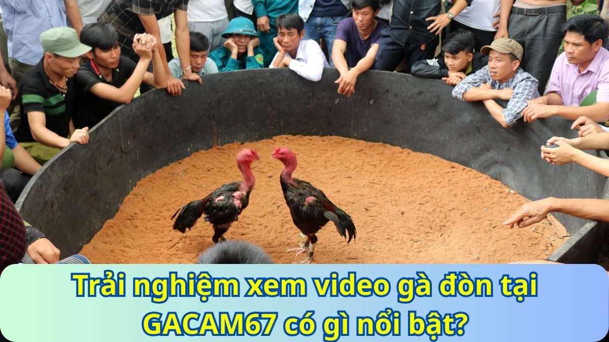 Trải nghiệm xem video gà đòn tại GACAM67 có gì nổi bật?