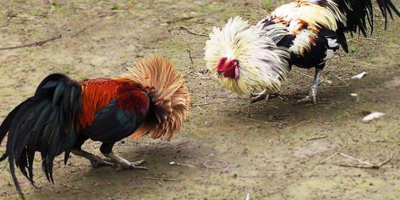 Trang Đá Gà Trực Tiếp Gacam67 Uy Tín Hàng Đầu Hiện Nay