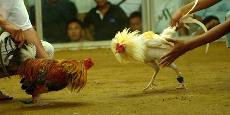 Những vi gà linh và rủi ro khi nhận diện sai