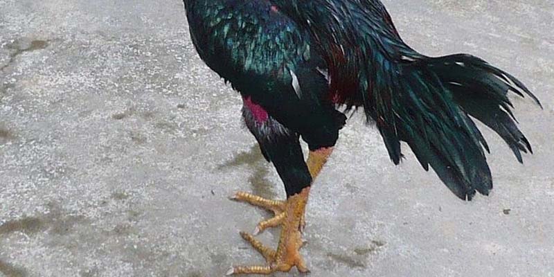 Tìm Hiểu Vảy Gà Tứ Quý Và Cách Nhận Diện Trên Chiến Kê