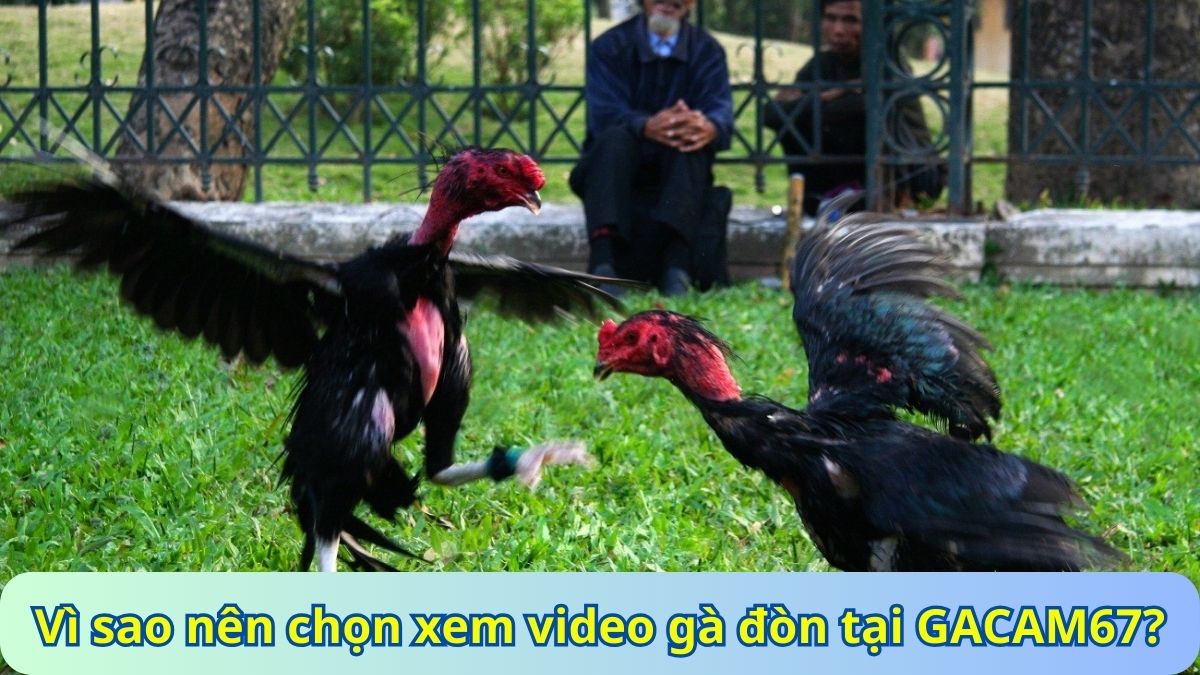 Vì sao nên chọn xem video gà đòn tại GACAM67?