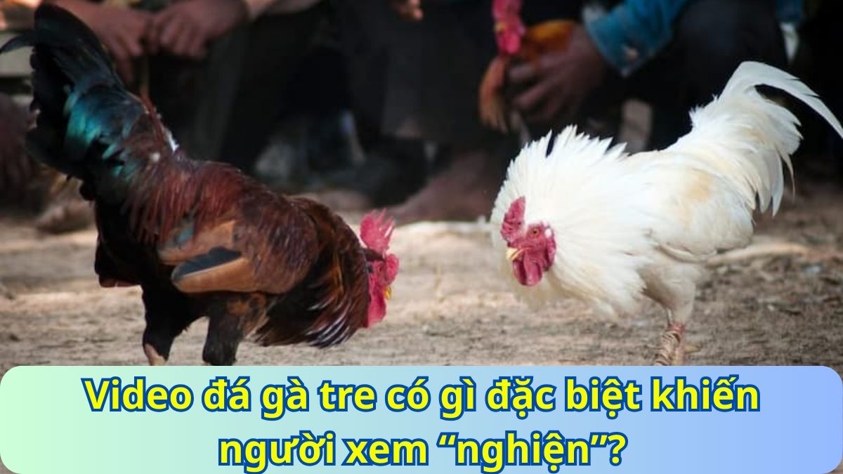 Video đá gà tre có gì đặc biệt khiến người xem “nghiện”?