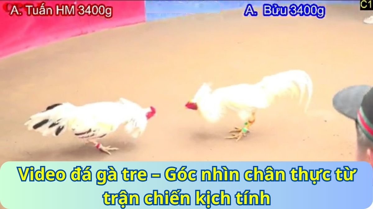 Vì sao video đá gà tre ngày càng được ưa chuộng?