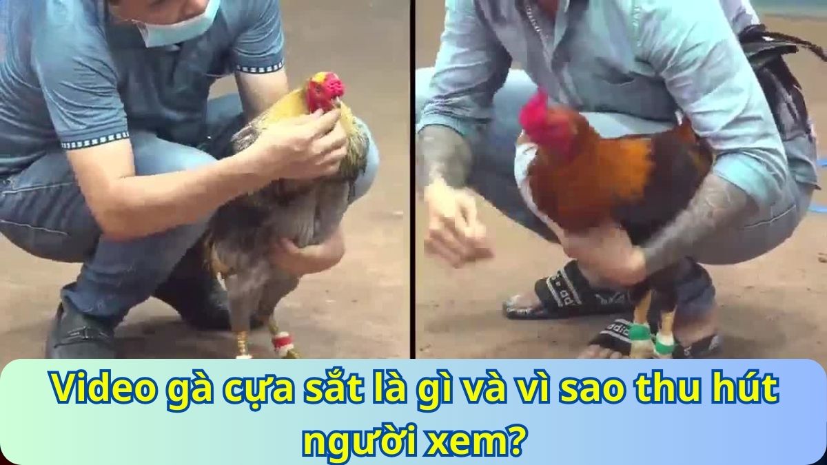 video đá gà cựa sắt