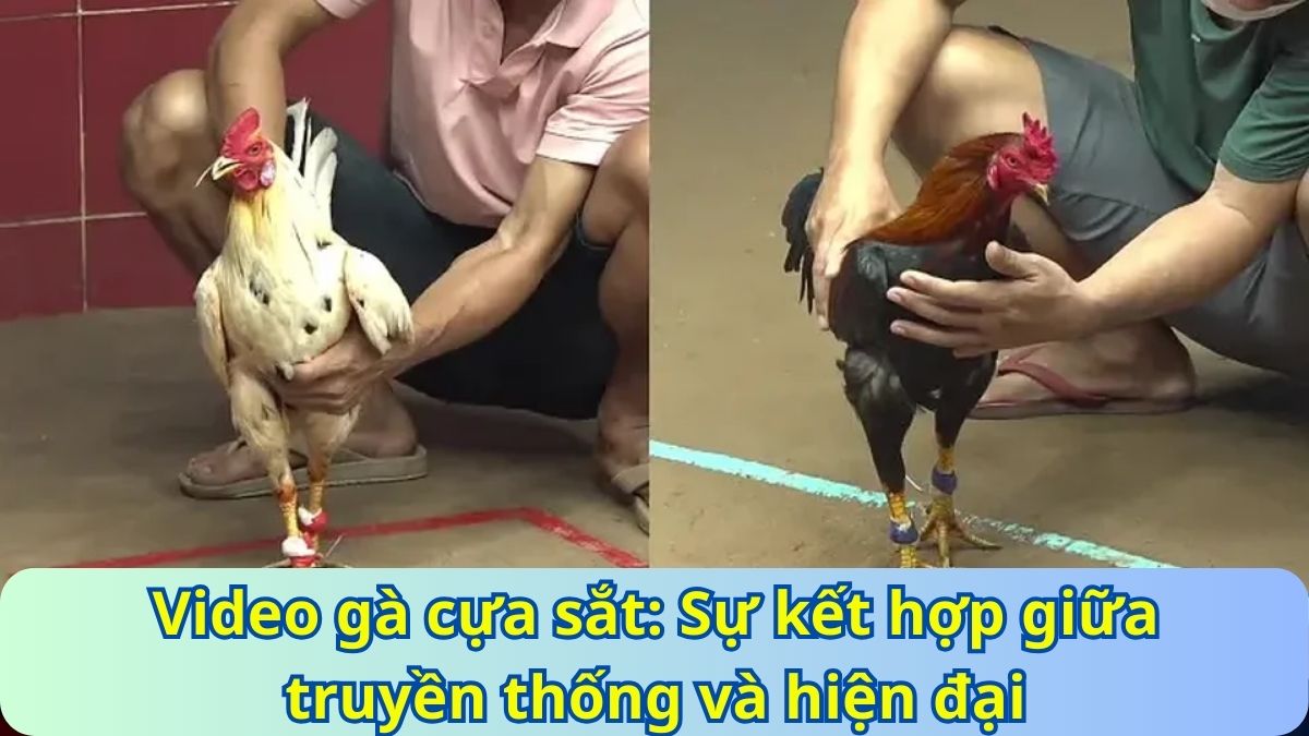 videod đá gà cựa sắt hay